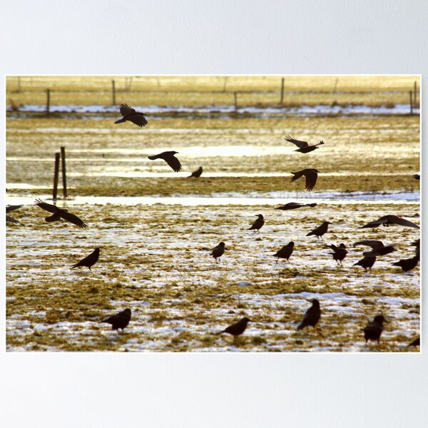 Item preview, Crow paradise  designed and sold by DutchLumix.