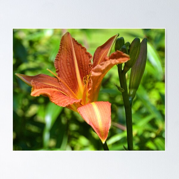 Item preview, Orange Lily at Nothe Fort, Weymouth, Dorset UK designed and sold by lynn carter.