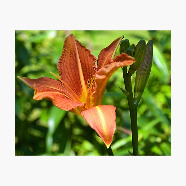 Item preview, Orange Lily at Nothe Fort, Weymouth, Dorset UK designed and sold by lynn carter.