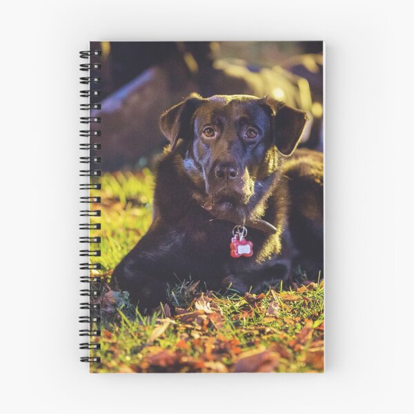 Item preview, Chilling black dog designed and sold by Martin Kleist.