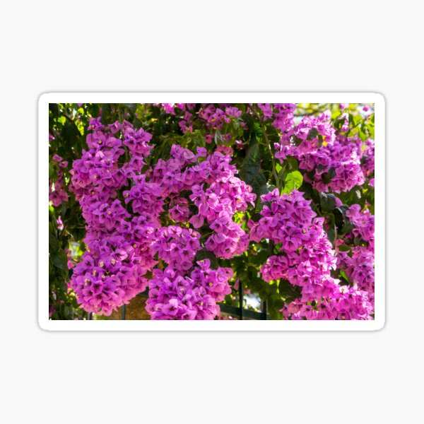 Item preview, Gallivanting in the Tropics - Fuchsia Riot Over the Fence designed and sold by Georgia Mizuleva.