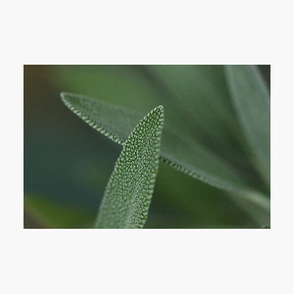 Item preview, sage designed and sold by Naia.