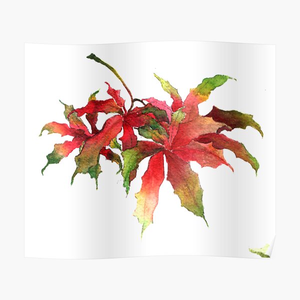 Maple leaves 01 Poster