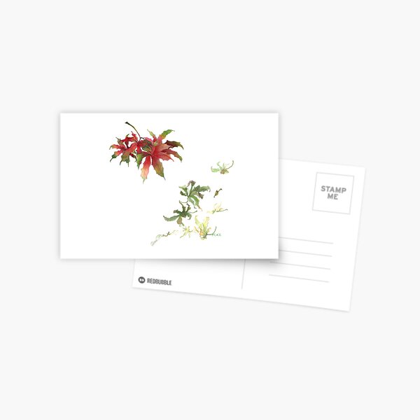 Maple leaves 03 Postcard