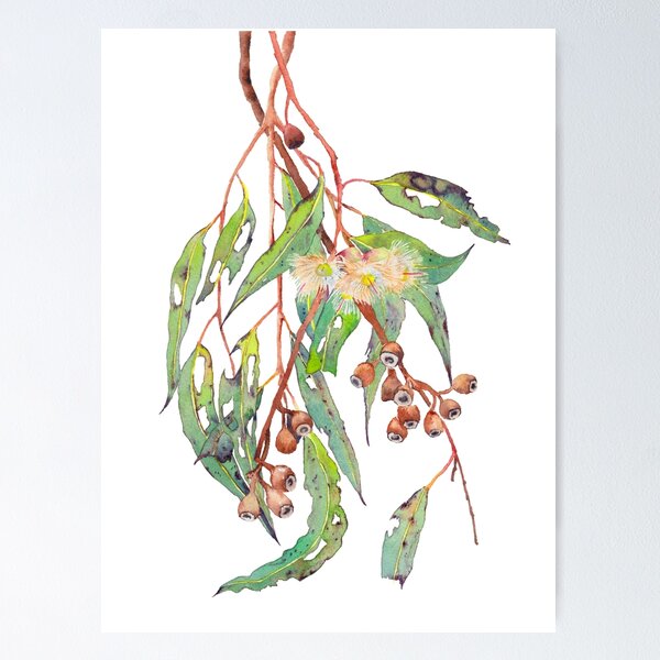Aperçu de l'œuvre Branche d'arbre d'eucalyptus aquarelle avec fleurs blanches et gumnuts. créée et vendue par Zoya Makarova.