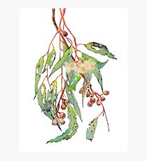 Watercolour eucalyptus tree branch with white flowers & gumnuts. Photographic Print