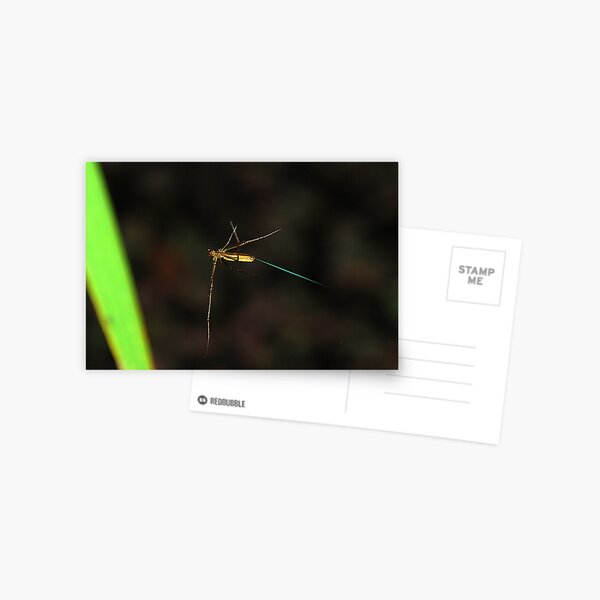 Gossamer Burst Postcard