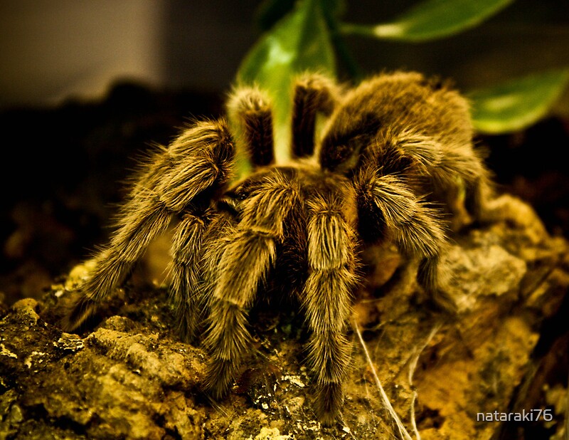  Tarantula In Pet Shop By Nataraki76 Redbubble