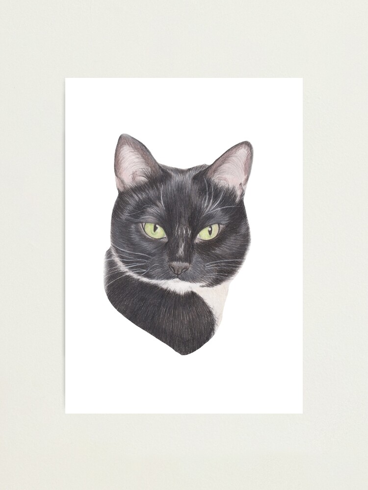 Black and white kitty in coloured pencils