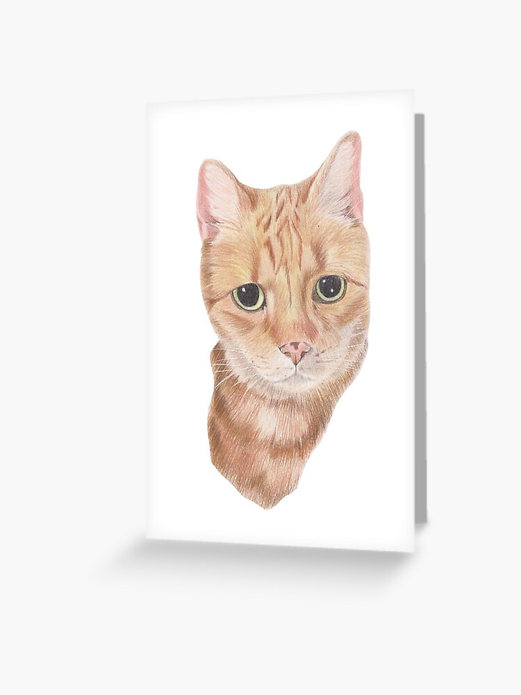 Vector Color Sketch Fluffy Maine Coon Cat by Kavalenkava | GraphicRiver