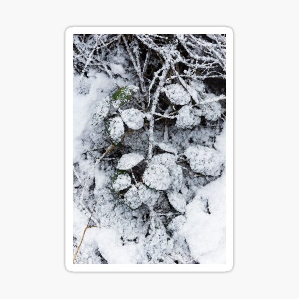 Snow Covered Fern Sticker