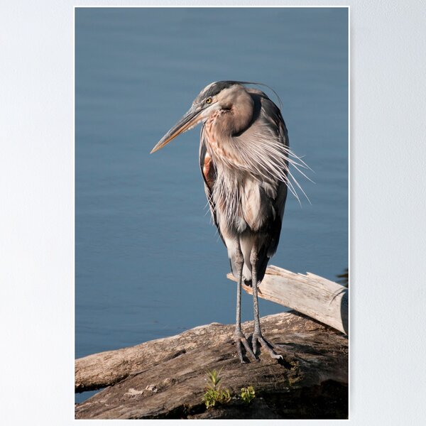 Item preview, Great Blue Heron #3 designed and sold by JimGuy.