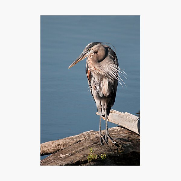 Item preview, Great Blue Heron #3 designed and sold by JimGuy.