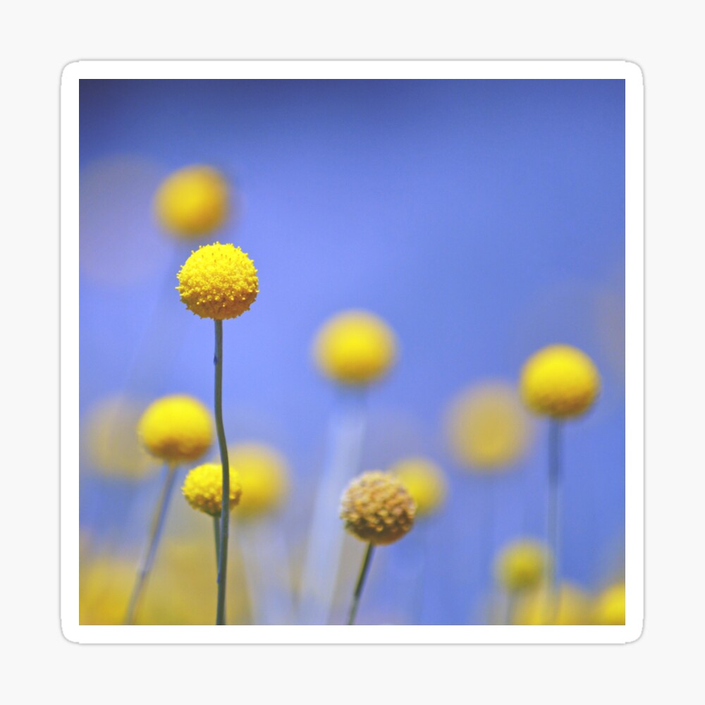 Australian Native Billy Buttons Poster By Cloudlingpics Redbubble