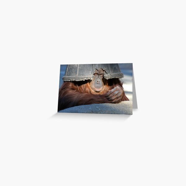 Bornean Orangutan (Pongo pygmaeus) 1 Greeting Card