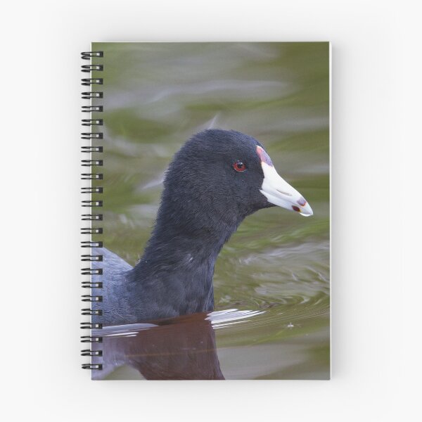 Item preview, Coot designed and sold by WorldDesign.