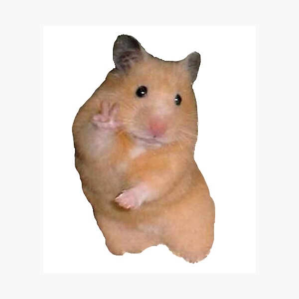 scared-hamster-photographic-prints-redbubble