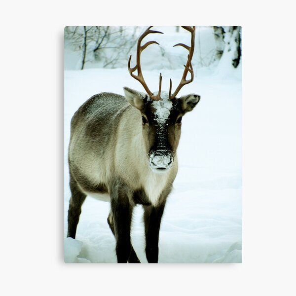 Reindeer Canvas Prints | Redbubble