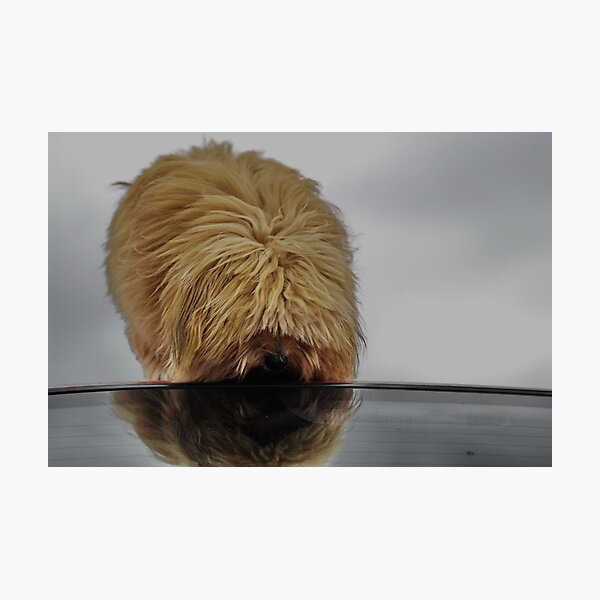Gizmo's Reflection Photographic Print