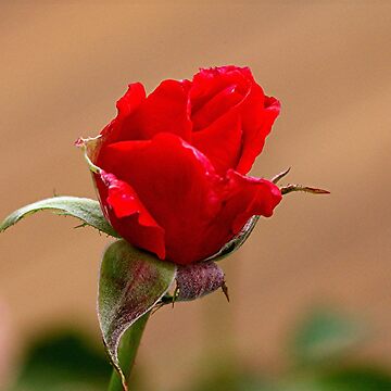 A SINGLE RED ROSE FOR SOMEONE YOU LOVE. 