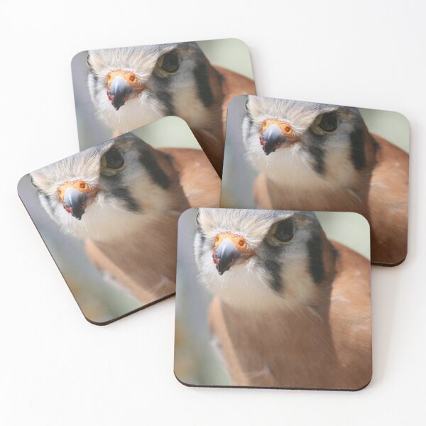 Item preview, SparrowHawk...A Curious Kestrel designed and sold by RichImage.