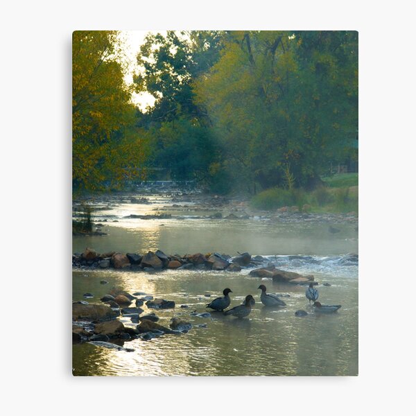 Early Morning at Bright, Maned Geese, Victoria. Metal Print