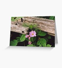 Cosmos and Cedar Fence Greeting Card