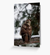 Prairie Falcon 2 Greeting Card