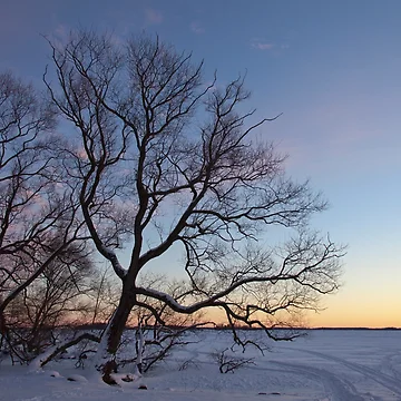 Artwork thumbnail, Last light by Göran Andersson