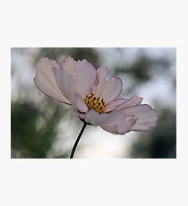 Cosmos Photographic Print