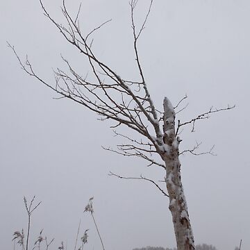 Artwork thumbnail, Still alive by Göran Andersson