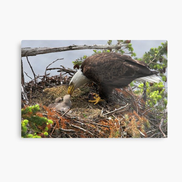 Feeding Time Metal Print