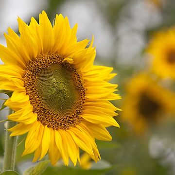 Artwork thumbnail, Sunflower by Göran Andersson