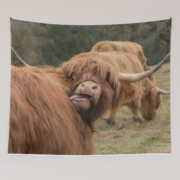 Item preview, Funny Scottish Highland cow designed and sold by HaleyRedshaw.