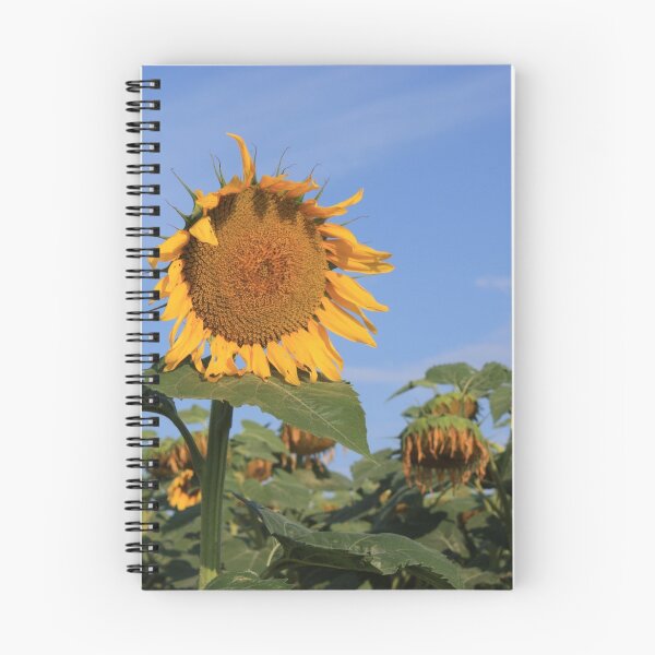 Item preview, Colorful Kansas Sunflower in a field designed and sold by ROBERTDBROZEK.
