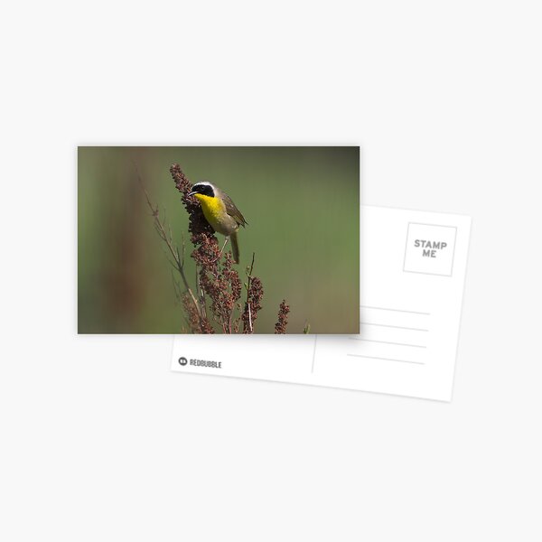 Common Yellowthroat Postcard