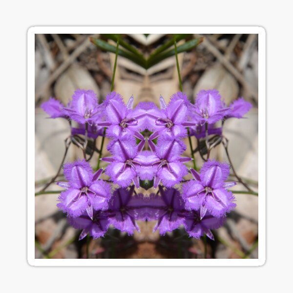 common fringe-lily flower Australia Thysanotus tuberosus kaleidoscope Sticker