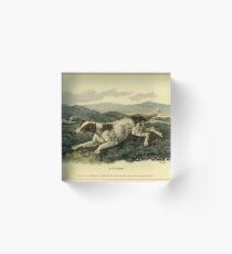 Regency England Dog Illustration: Setter Acrylic Block