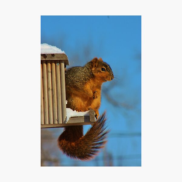 Item preview, FOX TAIL SQUIRREL designed and sold by ROBERTDBROZEK.