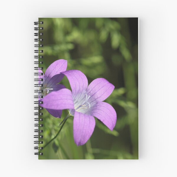 Item preview, Spreading Bellflower (Campanula patula) designed and sold by Zosimus.
