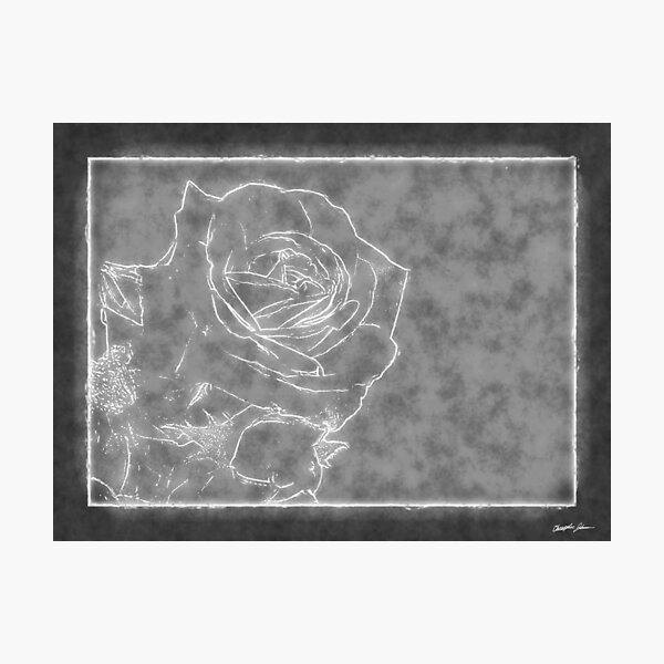 Item preview, Pink Roses in Anzures 1 Outlined Gray designed and sold by TravelPhotoArt.
