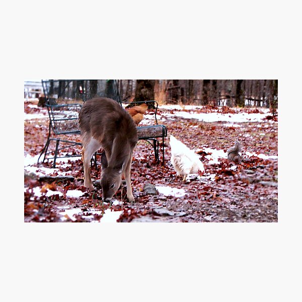 Aperçu de l'œuvre Sharing A Meal..My chickens forage with a squirrel, and a motherless baby deer! créée et vendue par NatureGreeting Cards ©ccwri.