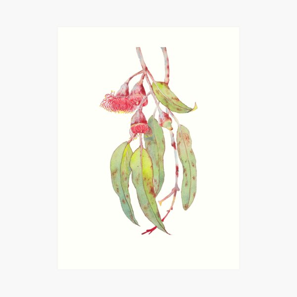 Flowering Silver Princess Eucalyptus Watercolour Art Print