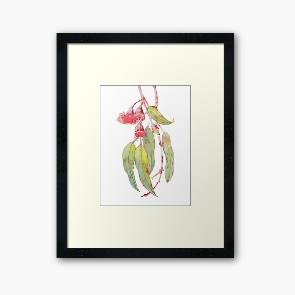 Flowering Silver Princess Eucalyptus Watercolour Framed Art Print