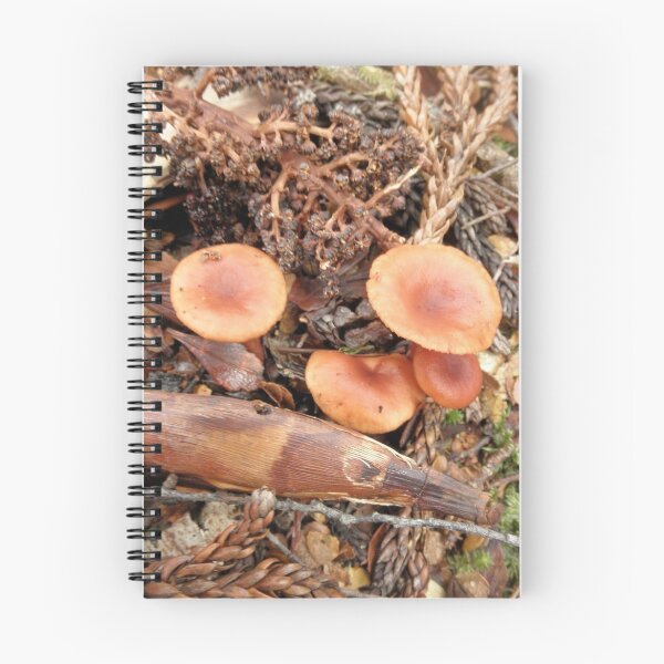 Item preview, Orange Fungi, Crater Lake Falls, Cradle Mountain, Tasmania, Australia. designed and sold by kaysharp.