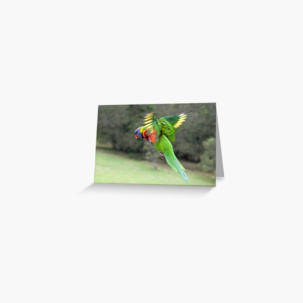 Rainbow Lorikeet in Flight Greeting Card