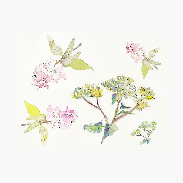 Summer Flowers Photographic Print