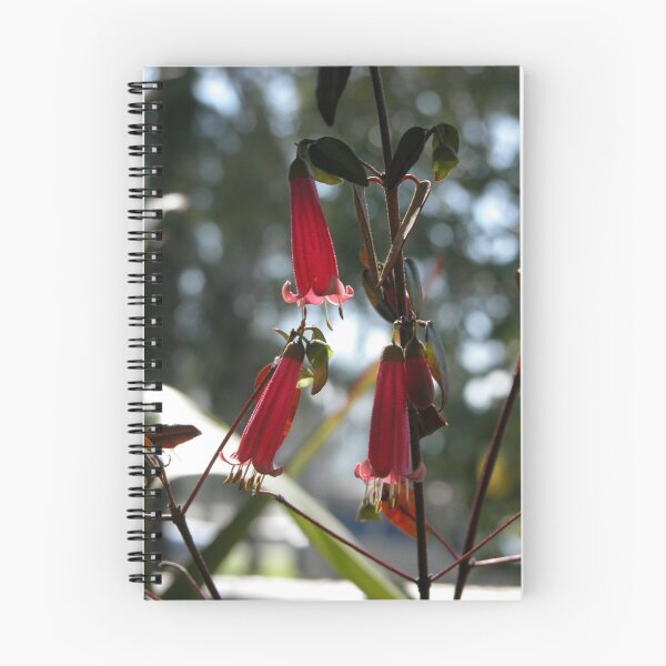 Item preview, Beautiful Bell, Tasmanian Native Correa, Northern Tasmania,Australia. designed and sold by kaysharp.
