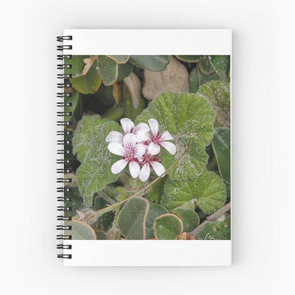 Item preview, Native Pelargonium, Arthur River, Tasmania, Australia. designed and sold by kaysharp.