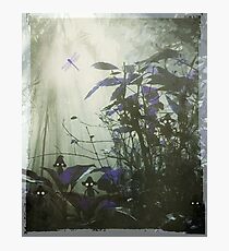 At the bottom of the garden. Photographic Print